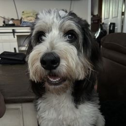 Stormi - Bernedoodle