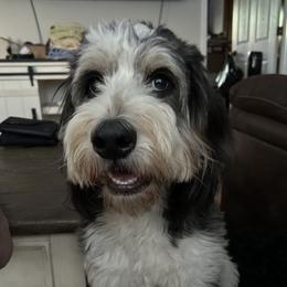 Stormi - Bernedoodle