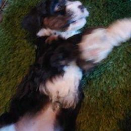 Bernedoodle Puppies from Kiya's Bernedoodles