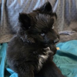 Java - Black male Pomsky puppy in Omaha, Nebraska from Wolfpack Pomskies