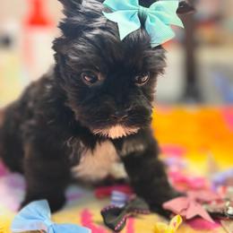 Georgia - Black female Morkie puppy in Florence, Kentucky from 4paws4ever by Design