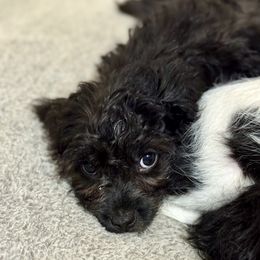 Assorted Doodle Crosses Puppies from Porchlight Puppies