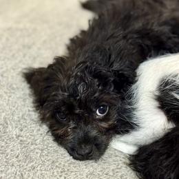 Assorted Doodle Crosses Puppies from Porchlight Puppies