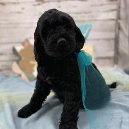 Simon - Black and white male Springerdoodle puppy in Lisbon, Ohio from Willow Lane Doodles