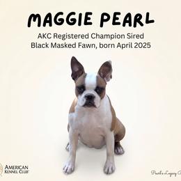 Maggie - Boston Terrier