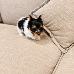 Yorkshire Terrier Puppies from Kashmir Yorkies