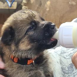 Orange - Sable female German Shepherd puppy in Carbondale, Kansas from T and M Elite Europeans German Shepherds