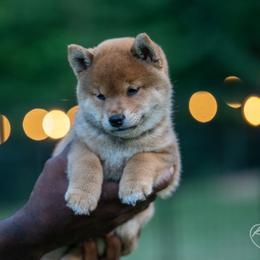Shiba Inu Puppies from Evenfalls Shiba Inu