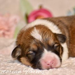Pumpkin - Red male Pembroke Welsh Corgi puppy in East Canton, Ohio from Victorian Farms