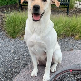 Lavender - Labrador Retriever