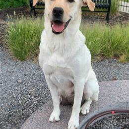 Lavender - Labrador Retriever