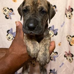 White collar - Brindle female Great Dane puppy in Anderson, South Carolina from QCM DANES
