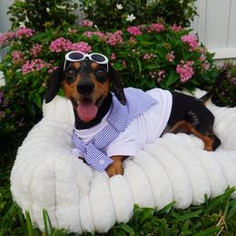 Oscar - Dachshund