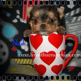 Yorkshire Terrier Puppies from Tinseltown Yorkies