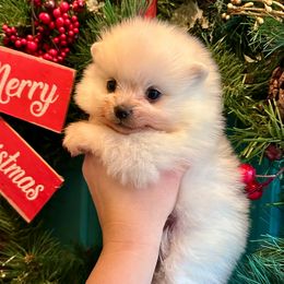 Evan - White male Pomeranian puppy in Springfield, Missouri from Hope Mountain Pomeranians