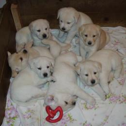 Doberman Pinschers and Labrador Retrievers from Century Oak Farm