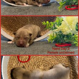 Nami - Red and white female Siberian Husky puppy in Canton, Ohio from Bleu Skies Siberian Huskies