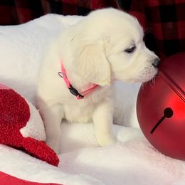 Ms Pink - Ella - Golden Retriever puppy from Farley Goldens