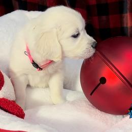 Ms Pink - Ella - Golden Retriever puppy from Farley Goldens