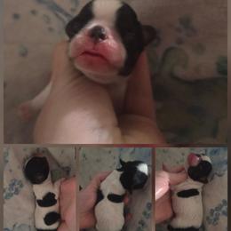 Beanie - Black white and tan male English Toy Spaniel puppy in Glenwood City, Wisconsin from NyaStar