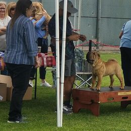 Chinese Shar-Pei Puppies from Setareh Chinese Shar Pei