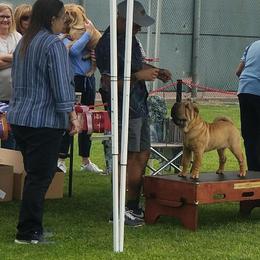 Chinese Shar-Pei Puppies from Setareh Chinese Shar Pei