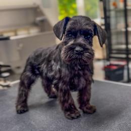 Black boy - Black male Miniature Schnauzer puppy in Springdale, Arkansas from Rc Kennels