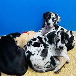 Great Dane Puppies from Florida Danes