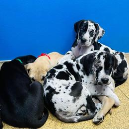 Great Dane Puppies from Florida Danes