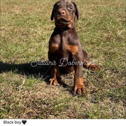 Black collar - Red and rust male Doberman Pinscher puppy in North Judson, Indiana from Stalaris Dobermans