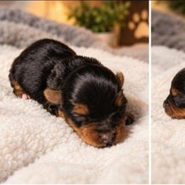 Daisy - Black and tan female Yorkshire Terrier puppy in Broxton, Georgia from More Than Family