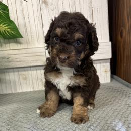 Brandy's Lime Collar Boy 2150.00 - Tri-color male Bernedoodle puppy in Alvin, Texas from JP Southern Doodles