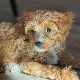 Cavalier King Charles Spaniel, Cavapoo, Havanese, Havapoo, and Poodle Puppies from West Cobb Dogs