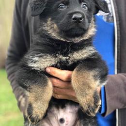 German Shepherd and Rottweiler Puppies from El Dorado