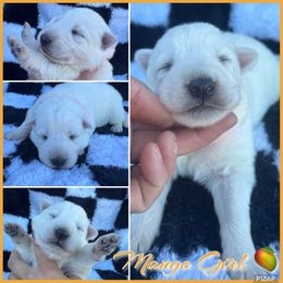 Mango Girl - White female German Shepherd puppy in Oroville, California from CS Vista Farms