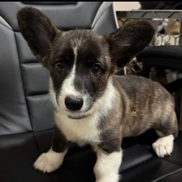 Alicia - Brindle and white female Cardigan Welsh Corgi puppy in Washington from Corgi Tails