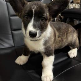 Alicia - Brindle and white female Cardigan Welsh Corgi puppy in Washington from Corgi Tails