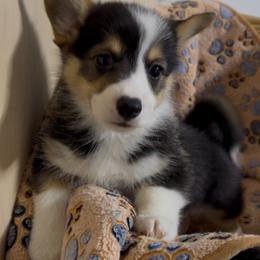 AKC Blue - Black and tan male Pembroke Welsh Corgi puppy in Summerfield, Florida from Promise Land Farm