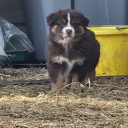 Australian Shepherd and Miniature Australian Shepherd Puppies from Mountain Movers Ranch