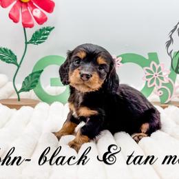 John - Black and tan male Dachshund puppy in Prairieville, Louisiana from Southern Barron Danes & Dachshunds