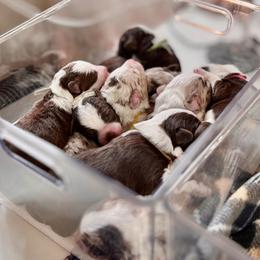 Aussiedoodle puppies from The Honest Egg Doodles