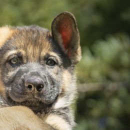 German Shepherd Puppies from Agrestal German Shepherds