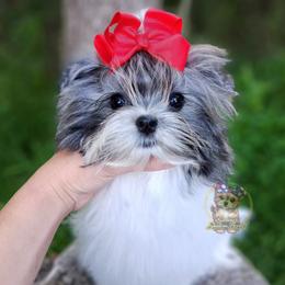 Korean Babydoll Isha - female Maltese puppy in Barren Springs, Virginia from Seeking Shalom Acres Maltese, Maltipoos & Havamalts