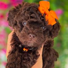 Orange Girl - Brown female Bernedoodle puppy in Vernon, Texas from Sugarland's Texas Goldendoodles