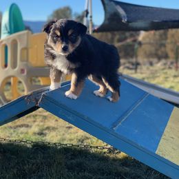 Australian Shepherd Puppies from RMW Ranch Australian Shepherds