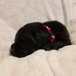 Pink Collar - Black female Cane Corso puppy in Pylesville, Maryland from Safe Haven Cane Corso