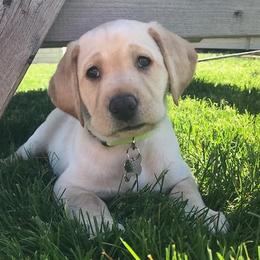 Labrador Retrievers from Barb's Labrador Retrievers