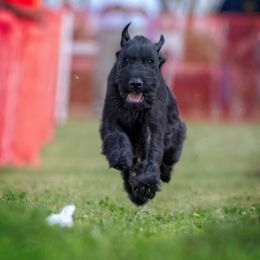 REO - Giant Schnauzer
