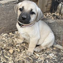Chomper - Yellow male Black Mouth Cur puppy in Warsaw, Missouri from Heritage Cow Dogs