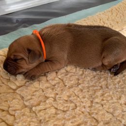 Rhodesian Ridgeback Puppies from Amber Trace Rhodesian Ridgebacks